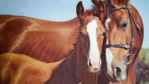 Equine Mortality Coverage from Equine Insurance Specialists